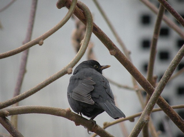 dalla finestra di casa...